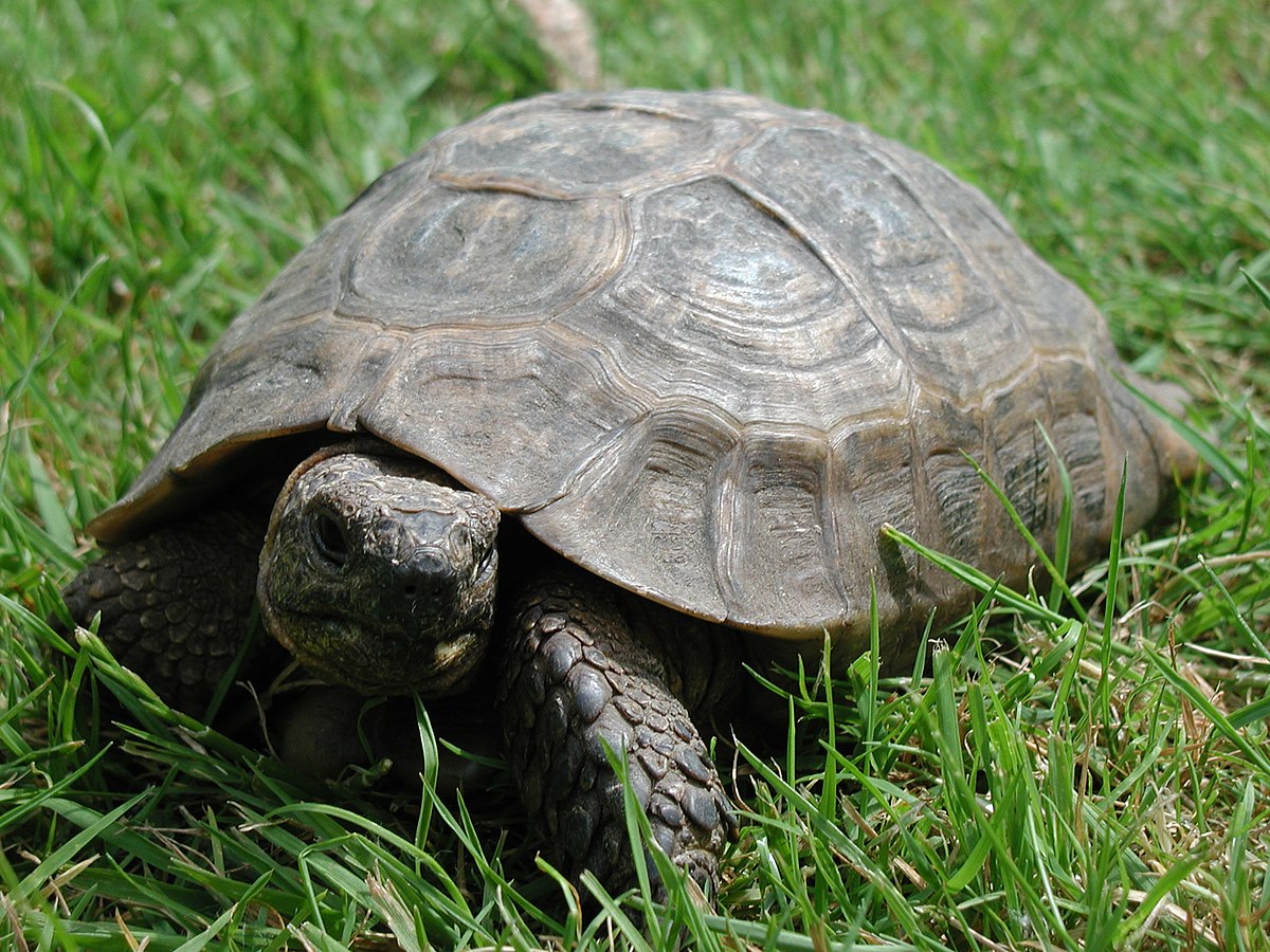 Tortoise_Fred (1).jpg