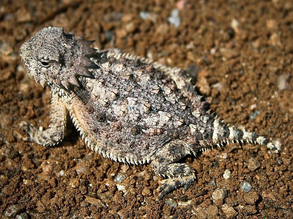 1200px-Horned_lizard_032507_kdh.jpg